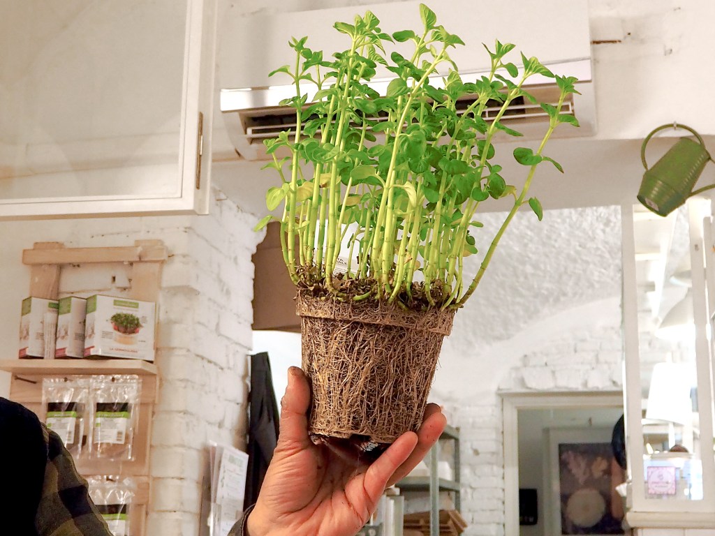 How to Not Kill Your Supermarket Herbs Days After Buying Them