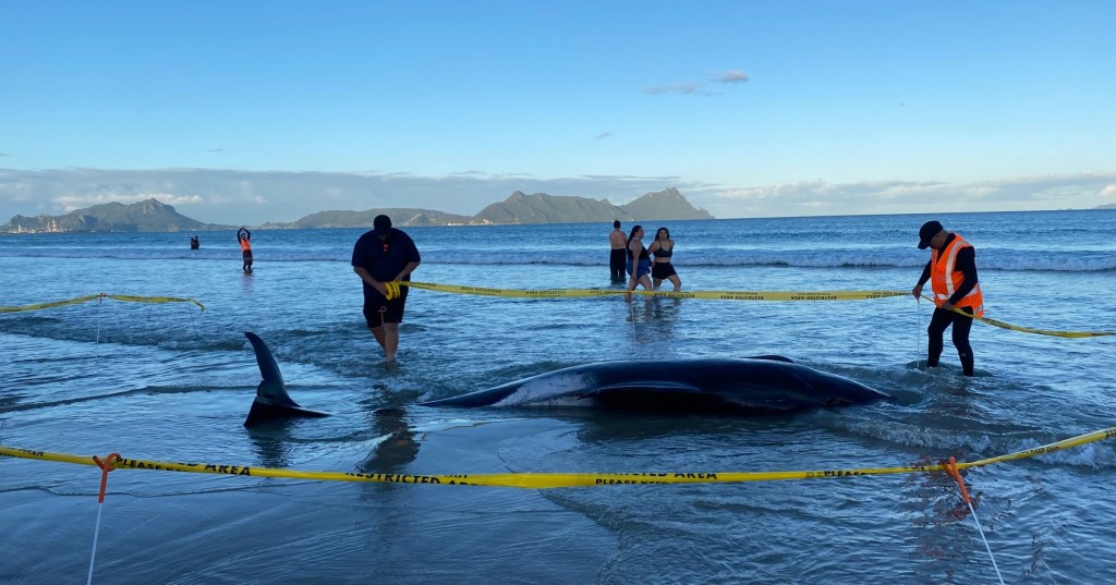 More Than 30 Stranded Whales Rescued by Hero New Zealanders