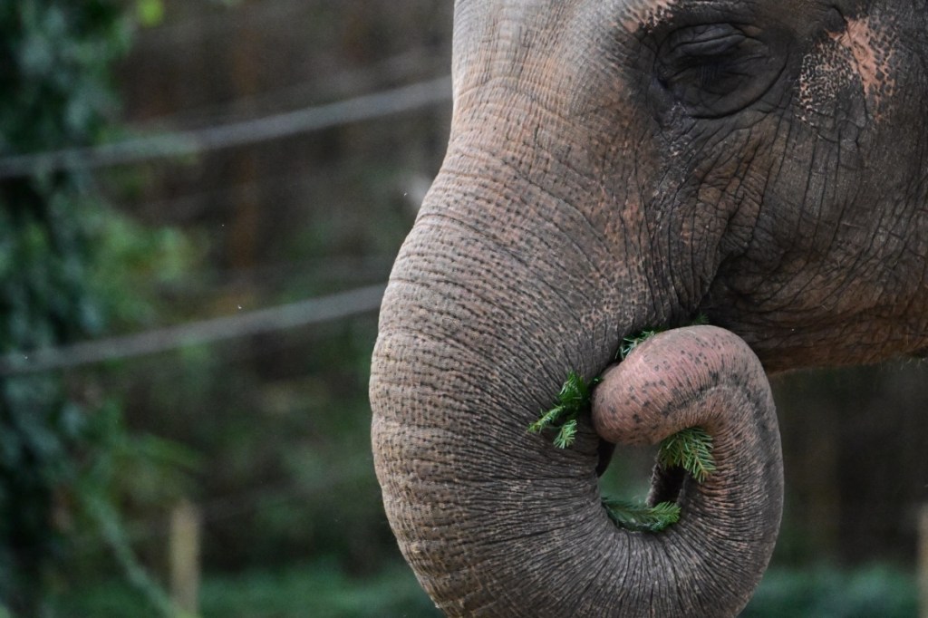Elephants Aren’t People and Can’t Sue to Leave the Zoo, Says Colorado Court