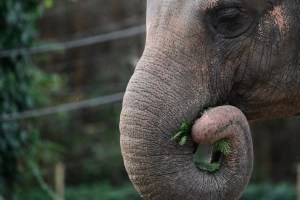 a-colorado-court-ruled-elephants-arent-humans-cant-be-released-from-the-zoo