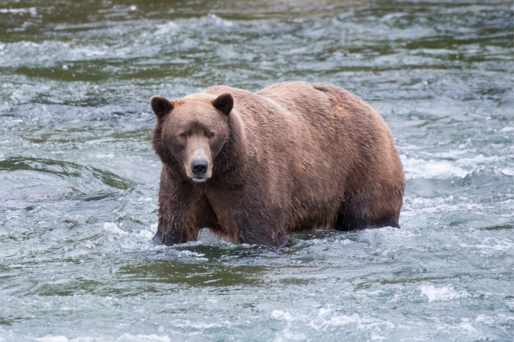 Alaska Is Set to Kill Hundreds of Bears and Wolves With Aerial Gunning
