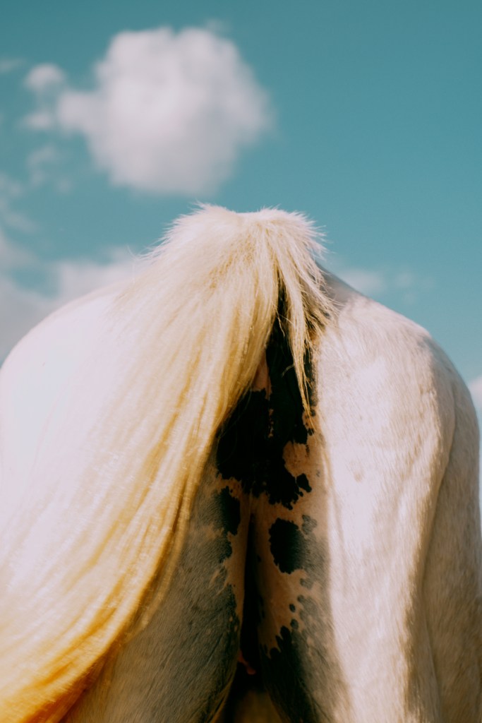 A white horse