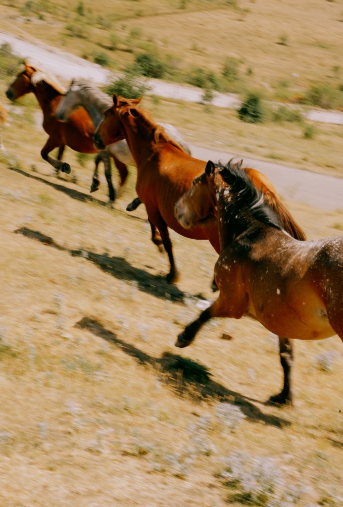 Three beautiful Italian horses running