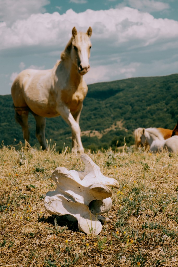 A beautiful white and brown Italian horse