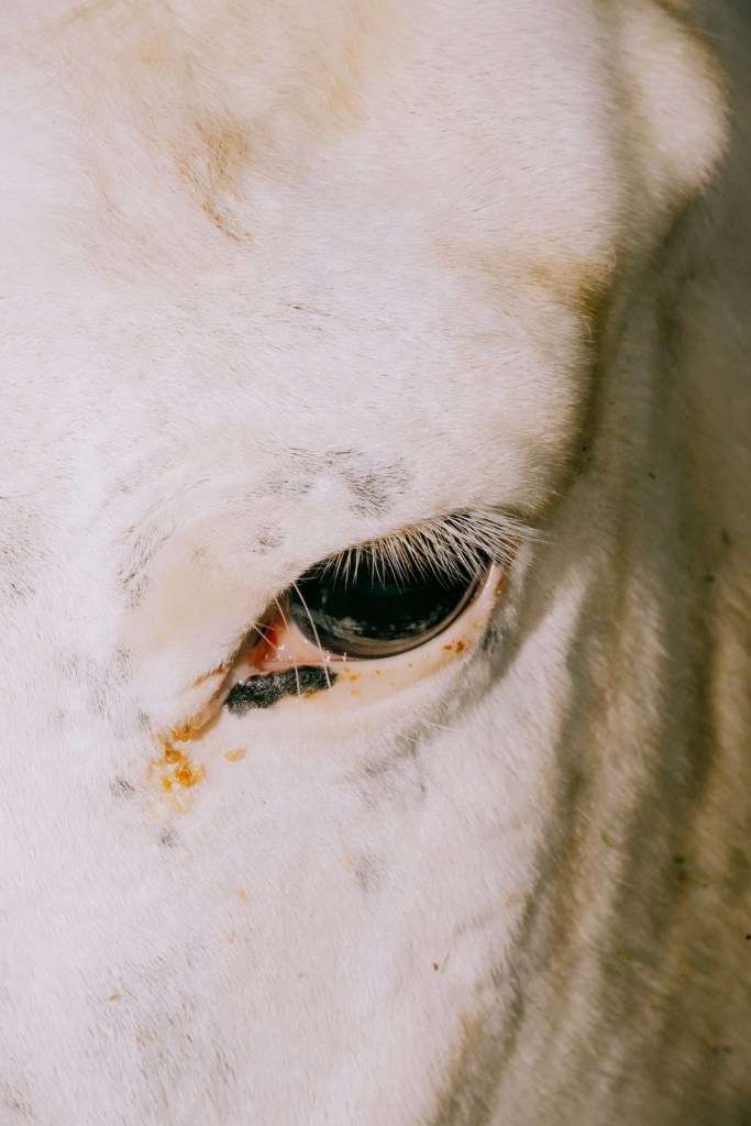 A beautiful white Italian horse