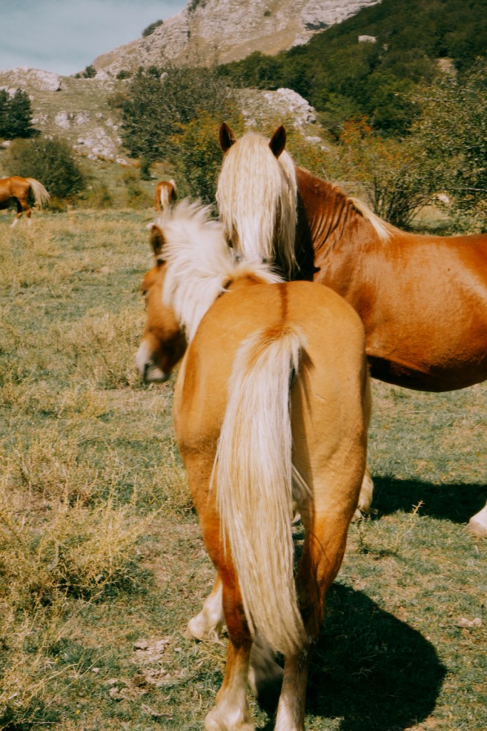 Beautiful brown Italian horses