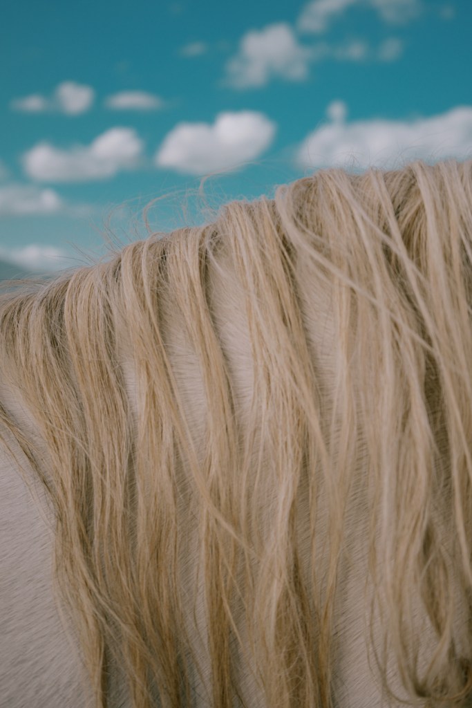 A beautiful white Italian horse