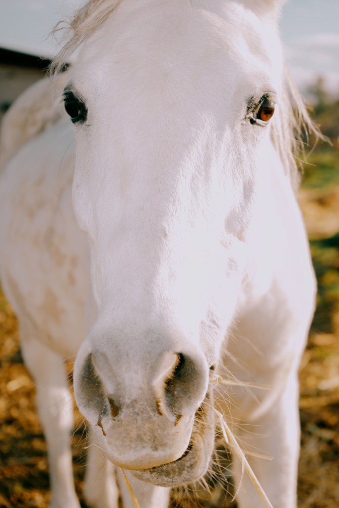 A beautiful white Italian horse