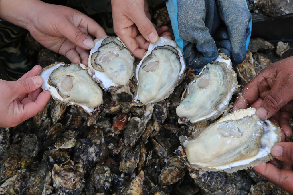 Oyster Blood Might Be the Cure for the Next Global Health Crisis