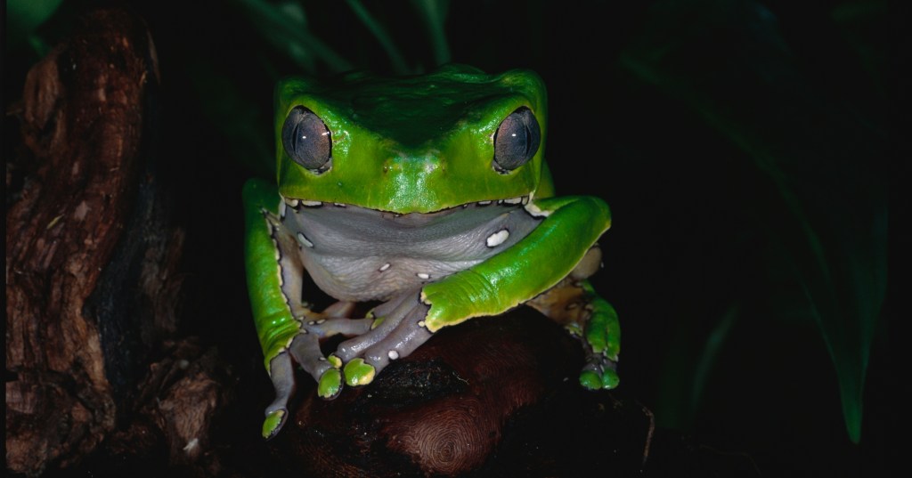 Actress Dead at 33 After Consuming Frog Venom at Spiritual Cleansing Retreat