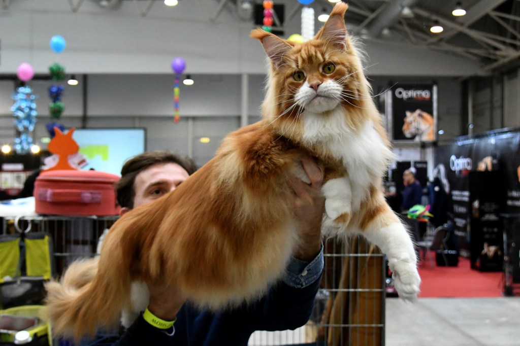 Mittens the Maine Coon Took 3 Flights in One Day After Being Left on a Plane