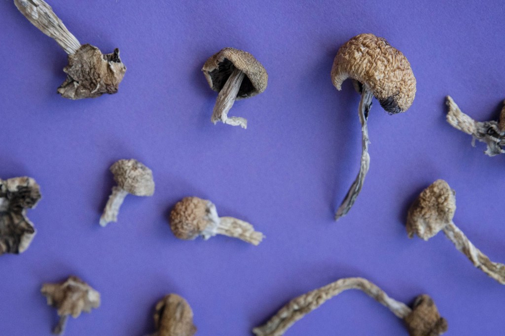 People Are Binge-Eating Huge Doses of Magic Mushrooms Live on Social Media