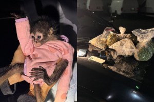 spider-monkey-rolls-royce-weed-california-dui