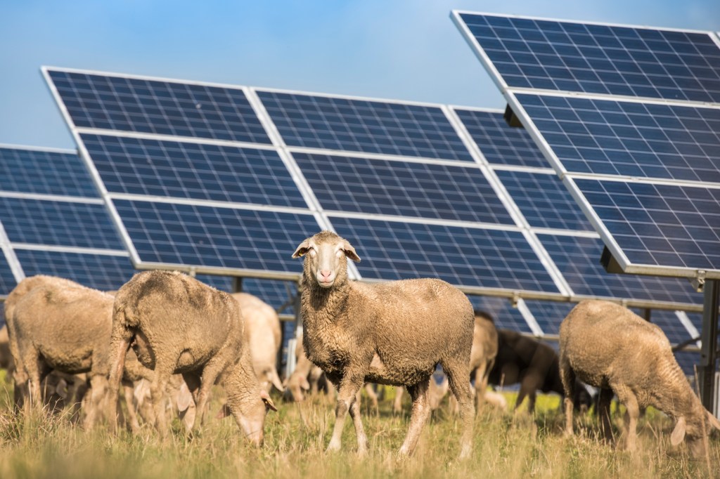 texas-is-maintaining-its-solar-farms-with-the-help-of-grazing-sheep