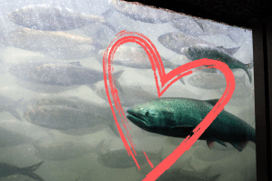 to-save-the-salmon-oregon-might-lose-its-hydroelectric-dams